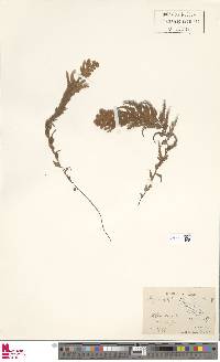 Hymenophyllum plumosum image