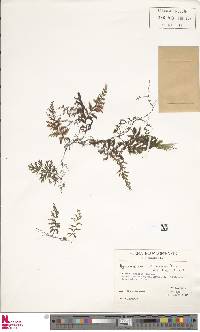 Hymenophyllum microcarpum image