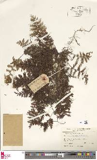 Hymenophyllum hirtellum image