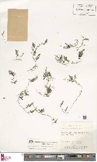 Hymenophyllum saenzianum image