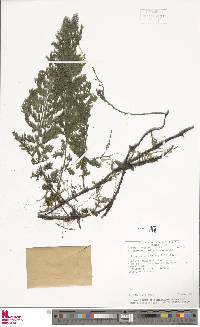 Vandenboschia collariata image