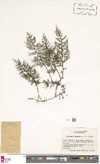Hymenophyllum flexuosum image
