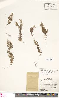 Hymenophyllum tegularis image