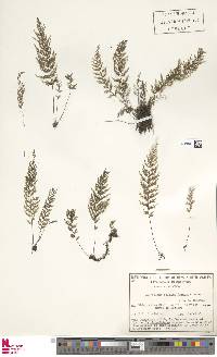 Abrodictyum caudatum image