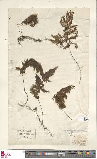 Hymenophyllum flabellatum image