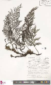 Vandenboschia davalloides image