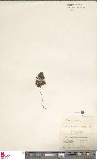 Hymenophyllum dentatum image