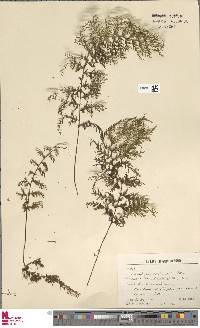 Image of Hymenophyllum ruizianum