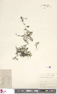 Hymenophyllum revolutum image