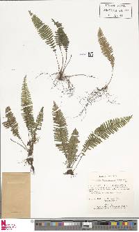 Mycopteris taxifolia image