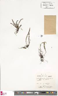 Image of Grammitis setulosa