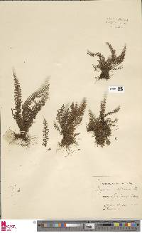 Tomophyllum repandulum image