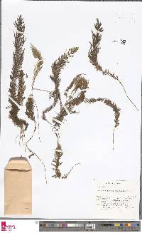 Tomophyllum polytrichum image