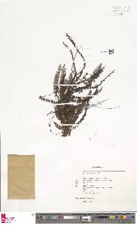 Galactodenia delicatula image