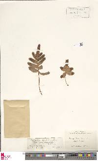 Polypodium scouleri image