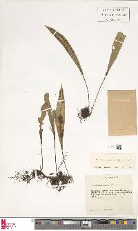 Pleopeltis macrocarpa image