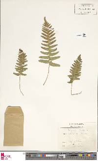 Polypodium vulgare image