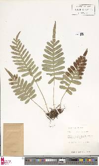 Polypodium scouleri image