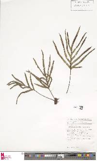 Pyrrosia angustata image