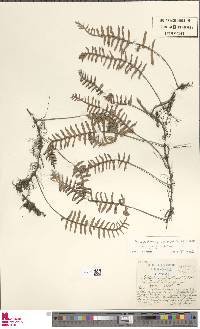 Pleopeltis polypodioides var. polypodioides image