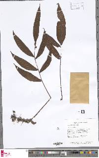 Serpocaulon caceresii image