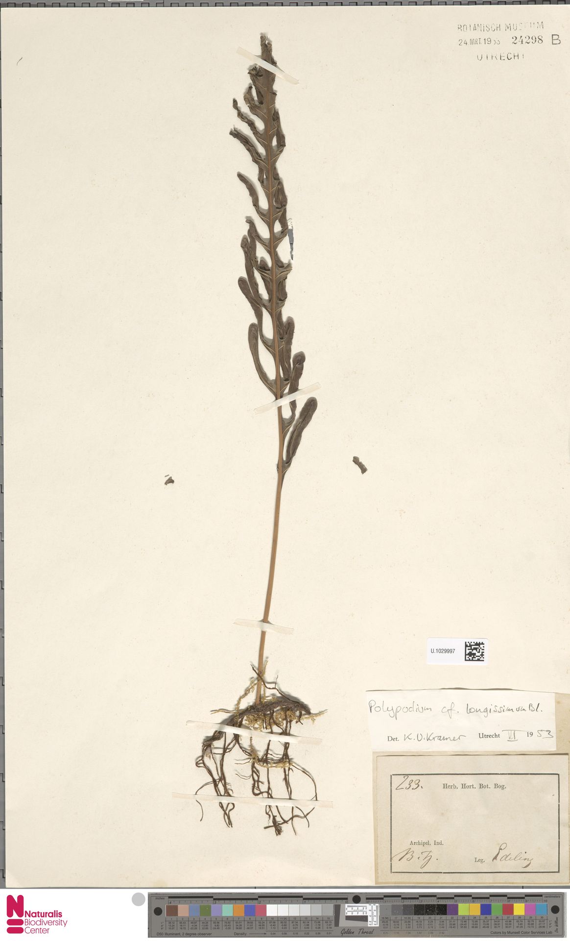 Chingia longissima image