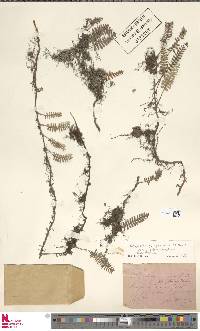 Pleopeltis polypodioides var. aciculare image
