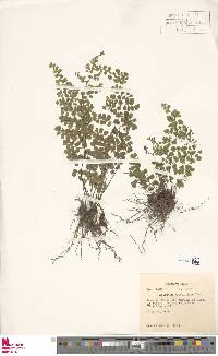 Adiantum subvolubile image