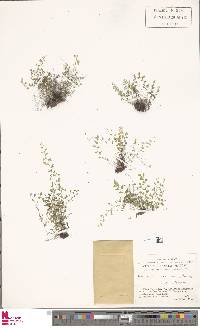 Image of Adiantopsis senae