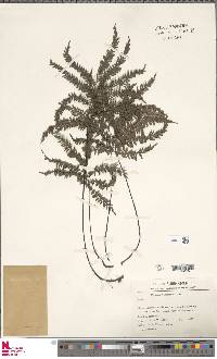 Adiantum terminatum image