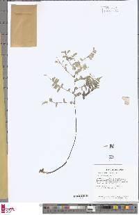 Adiantum terminatum image