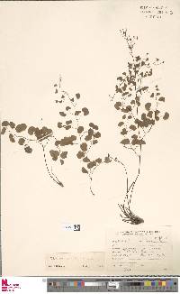 Adiantum thalictroides var. hirsutum image