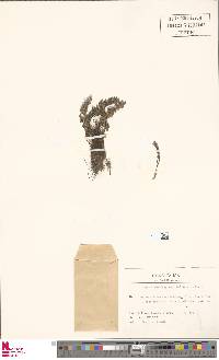 Oeosporangium pteridioides image