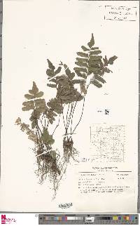 Adiantum humile image