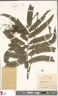 Adiantum tomentosum image