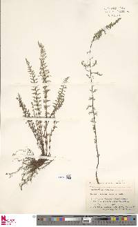 Cheilanthes hirta image