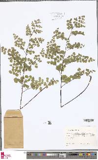 Adiantum thalictroides var. hirsutum image