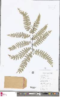 Adiantum glaucescens image