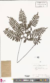 Adiantum latifolium image