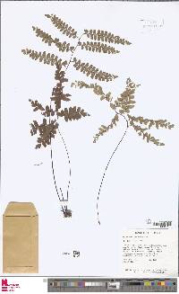 Adiantum glaucescens image