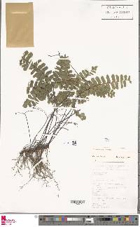 Adiantum humile image