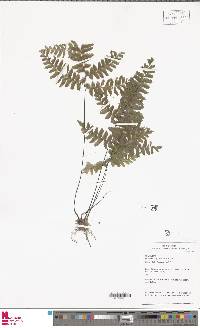 Adiantum glaucescens image