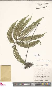 Adiantum tetraphyllum image