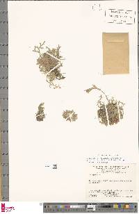 Image of Selaginella cardiophylla