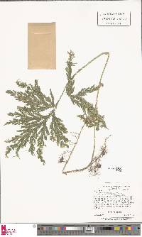 Selaginella arthritica image