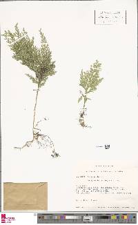 Selaginella hartwegiana image