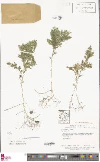 Selaginella stellata image