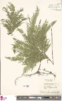 Selaginella flabellata image