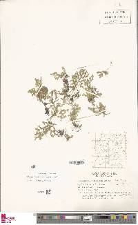 Image of Selaginella boomii