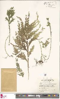 Selaginella arbuscula image